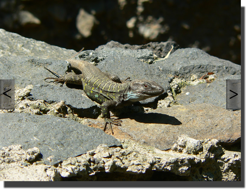 Gallotia galloti eisentrauti